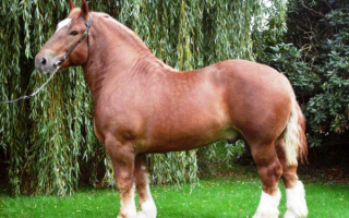 Тяжеловоз породы Першерон