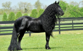 Фризский жеребец