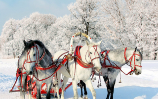 Зимняя тройка лошадей