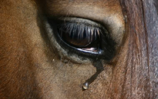 Лошадь плачет