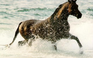 Лошадь в воде