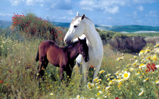 Белая лошадь и черный жеребенок