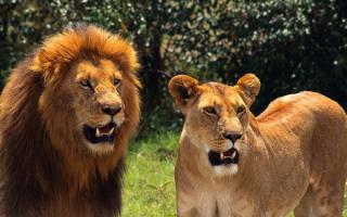Лев и львица