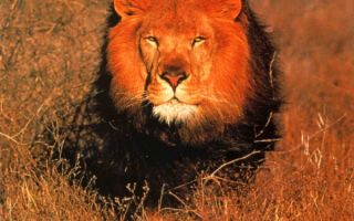 Лев  в  саванне