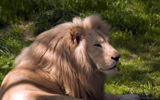 Лев  в тени