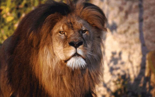 Царь  зверей