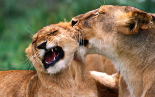 Молодые  львицы