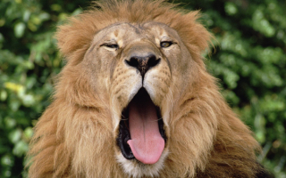 Львиная  голова