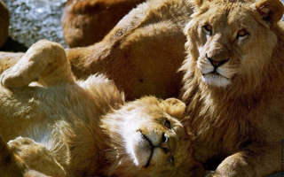 Львы  спят