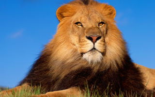 Лев  царь зверей