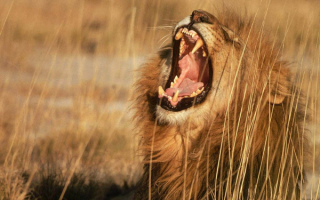Рев  льва