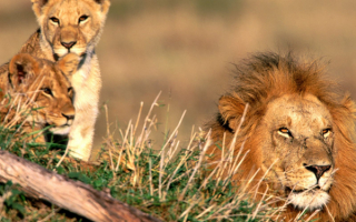 Лев  и  львята