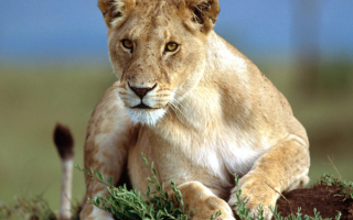 Молодой лев