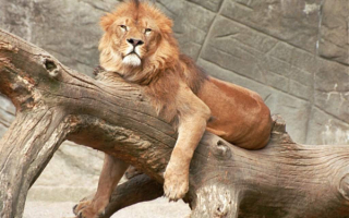 Лев  на  дереве