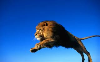 Прыжок  льва