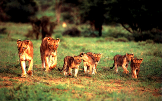 Две львицы и львята вышли из леса