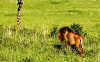 Лев и жираф