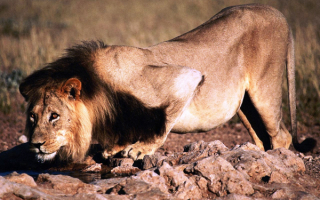 Лев на водопое