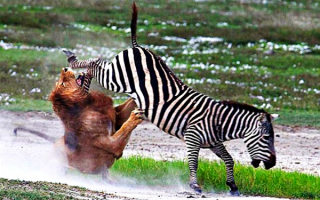 Лев получает удар в челюсть