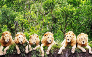 Лежбище львов