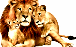 Львиная семья