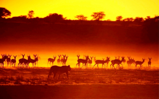Львица вышла на охоту