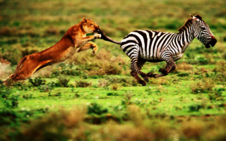 Львица гонится за зеброй