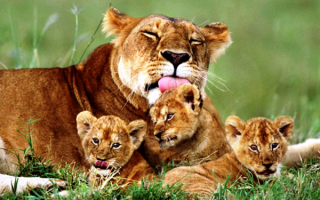 Львица мама и три львенка