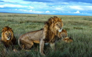Львы в африканской саванне