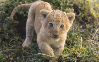 Маленький львенок