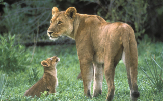 Львенок с львицей