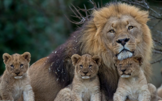 Лев и три львенка