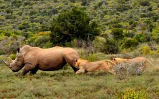 Львицы гонят носорога