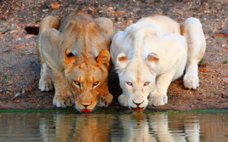 Львицы пьют воду