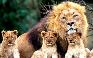 Лев и дети