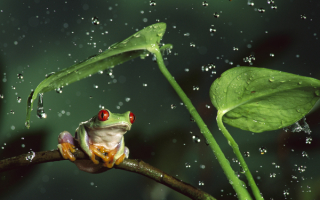 Лягушка под дождем