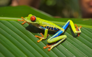 Лягушка на листе