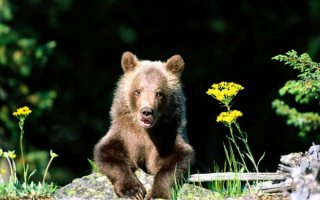 Медвежонок