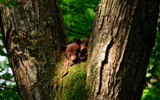 Медвежата на дереве
