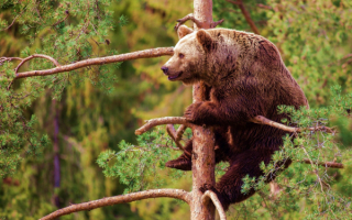 Медведь на дереве