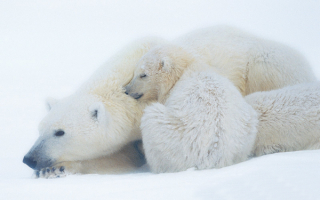 Белая медведица с медвежонком