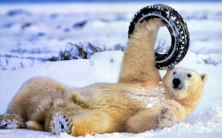 Шина здесь , А где машина ?