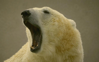 Кто здесь  хозяин  ?