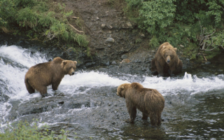 Медведи на рыбапке