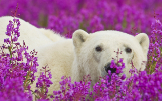 Белый медведь в тундре