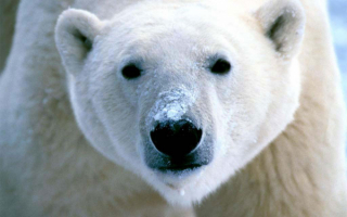 Белый и серьезный