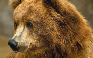 Хозяин тайги