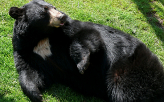 Черный гималайский медведь