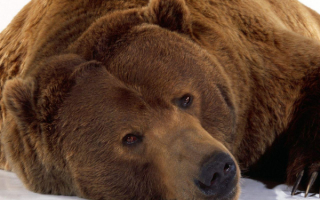 Пора  в берлогу