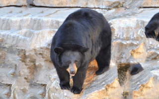 Гималайский медведь